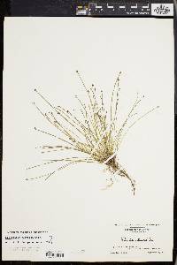 Eleocharis olivacea image