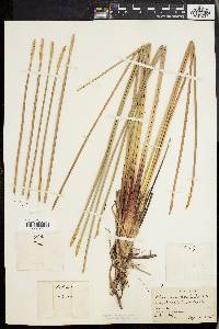 Eleocharis quadrangulata image