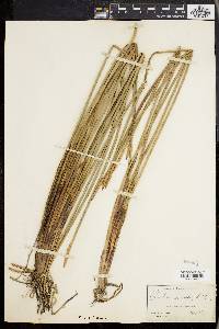 Eleocharis quadrangulata image