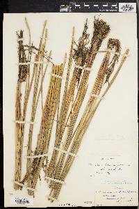 Eleocharis quadrangulata image