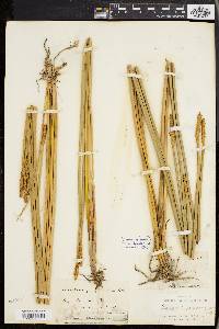 Eleocharis quadrangulata image