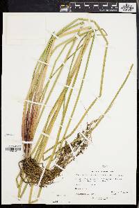 Eleocharis quadrangulata image