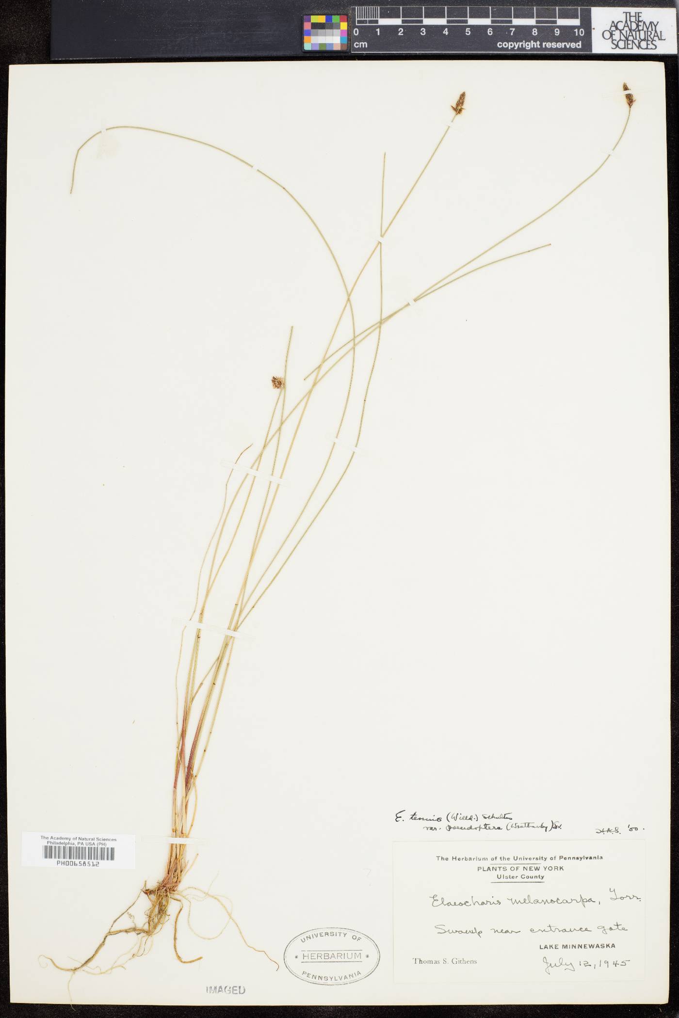 Eleocharis tenuis var. pseudoptera image