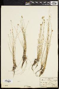 Eleocharis tortilis image