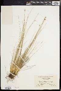 Eleocharis tuberculosa image