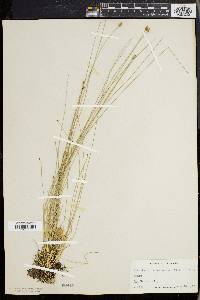 Eleocharis tuberculosa image