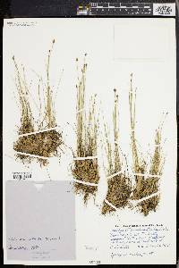 Eleocharis tuberculosa image