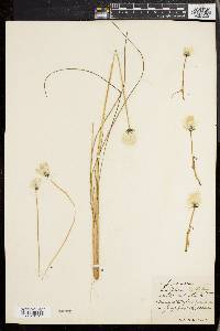 Eriophorum spissum image