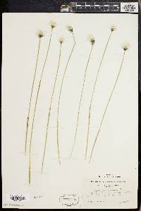 Eriophorum spissum image