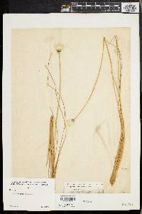 Eriophorum spissum image