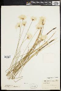 Eriophorum tenellum image