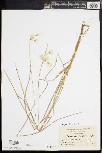 Eriophorum tenellum image