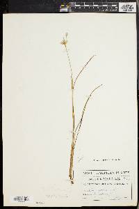 Eriophorum tenellum image