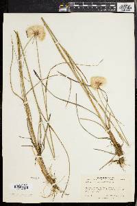 Eriophorum virginicum image