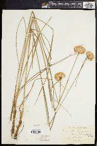 Eriophorum virginicum image