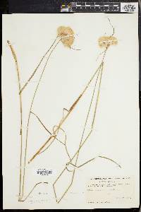 Eriophorum virginicum image