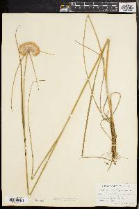 Eriophorum virginicum image