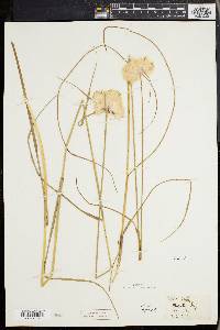 Eriophorum virginicum image