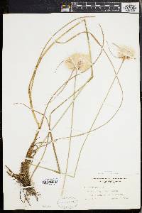 Eriophorum virginicum image