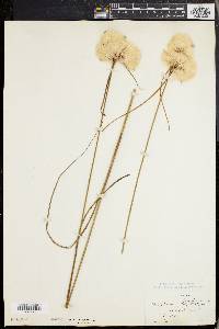 Eriophorum virginicum image