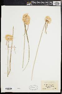 Eriophorum virginicum image