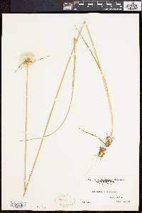 Eriophorum virginicum image