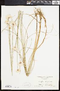 Eriophorum virginicum image