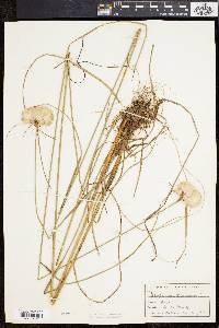Eriophorum virginicum image