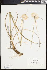 Eriophorum virginicum image