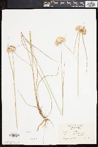 Eriophorum virginicum image