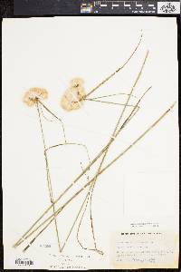 Eriophorum virginicum image