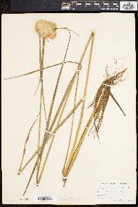 Eriophorum virginicum image