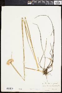 Eriophorum virginicum image