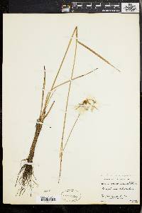 Eriophorum viridicarinatum image