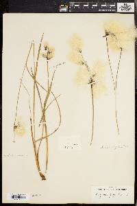 Eriophorum viridicarinatum image