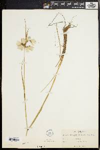 Eriophorum viridicarinatum image