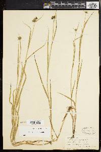 Fuirena squarrosa image