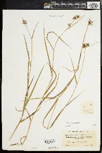 Fuirena squarrosa image