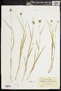 Fuirena squarrosa image