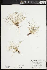 Cyperus subsquarrosus image