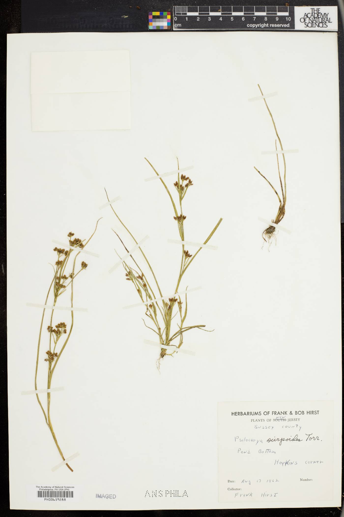 Psilocarya scirpoides image