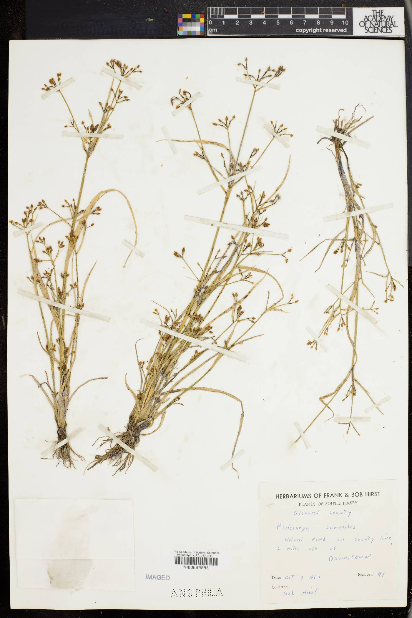 Psilocarya scirpoides image