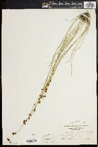 Rhynchospora capitellata image