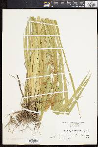 Rhynchospora corniculata image