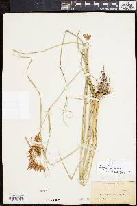 Rhynchospora corniculata image