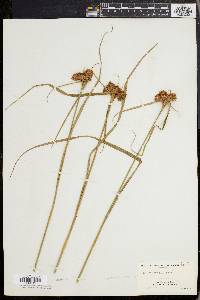 Eriophorum virginicum image