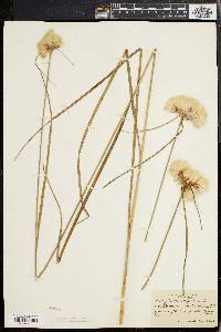 Eriophorum virginicum image