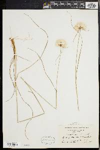 Eriophorum virginicum image