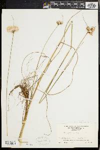 Eriophorum virginicum image