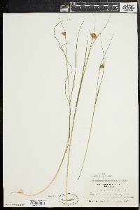 Eriophorum virginicum image